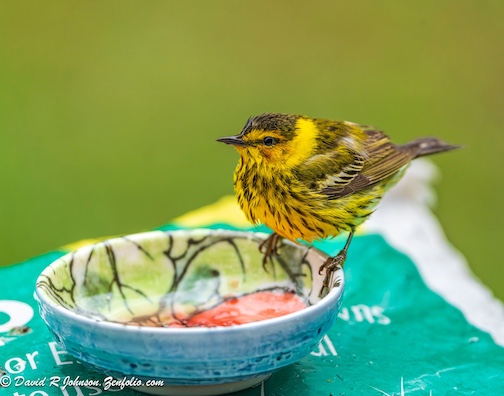 Cape May Warbler by David Johnson.