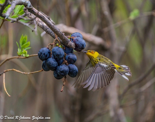 Cape May Warbler getting some grape juice by David Johnson.