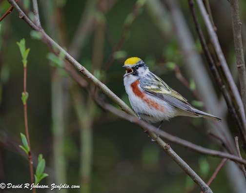 Chestnut-sided Warbler by David Johnson.