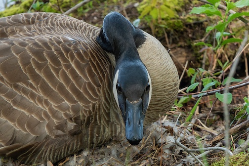 Don't get any closer Photo by Paul Sundberg.