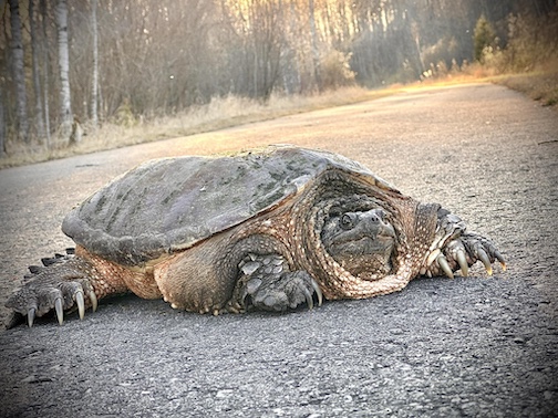 I crossed paths with this fantastic turtle last night during my bike ride by Heidi Pinkerton.