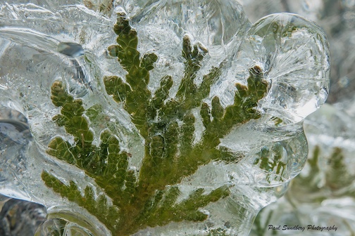 Ice encased on the way to the High Falls by Paul Sundberg.