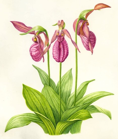 Lady Slipper by Linda Powers. She and her photographer husband Larry will hold an open studio in her studio on Round Lake Road on Thursday.
