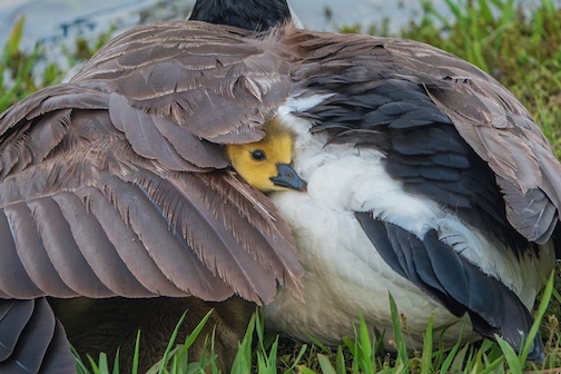 Mama's protection by Paul Sundberg.