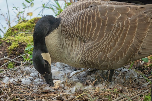 Preparing the nest at Arrowhead Lake by Paul Sundberg.