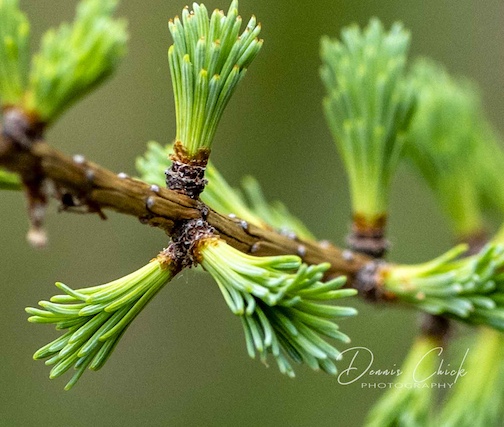 Springing ahead by Dennis Chick.