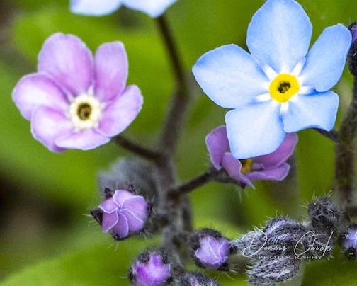 The beauty of Spring by Dennis Chick.