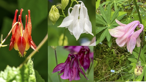 A Columbine collection by Dennis Chick.