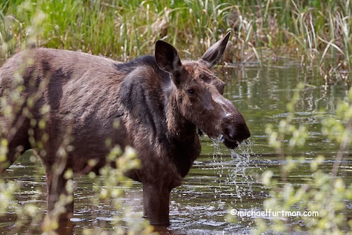 A loose moose by Michael Furtman.