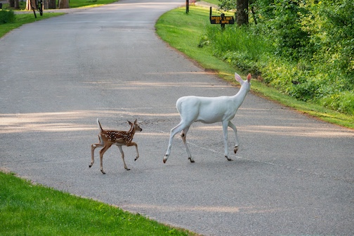 Albino mom and fawn by Paul Sundberg.