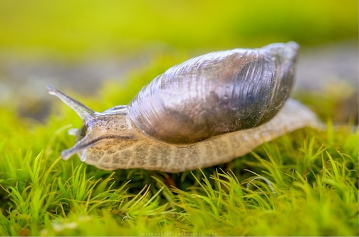 Amber snail speeding across moss by Bryan Hansel.