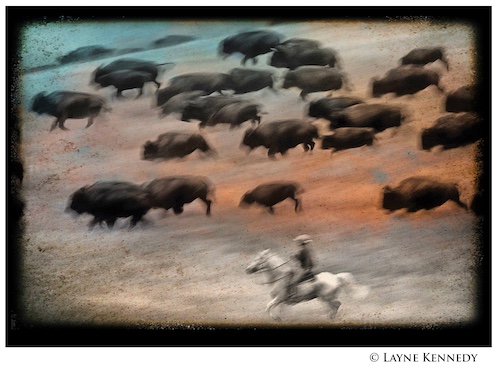 Annual bison roundup at Custer State Park by Layne Kennedy.