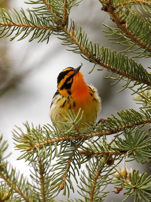 Blackburnian warbler by Michael Furtman.