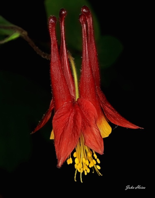 Columbine Glory by John Heino.