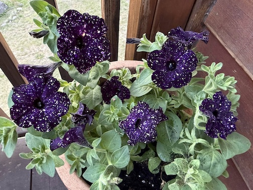 Couldn't resist getting a pot of these yesterday by Travis Novitsky.