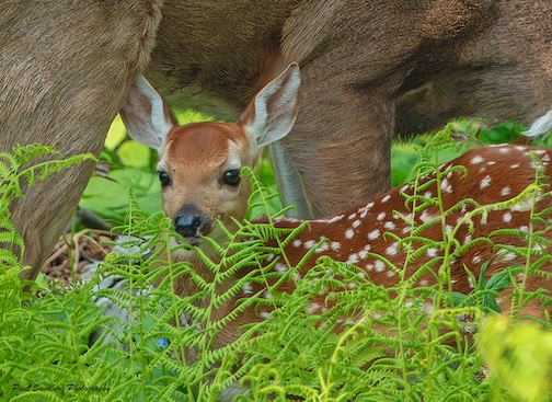 Fawnly by Paul Sundberg.