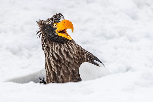 Go Away !White tailed fish eagle protecting its catchby Annette Kirby by 10 delightful images from the 2025 Comedy Wildlife Photography Awards.