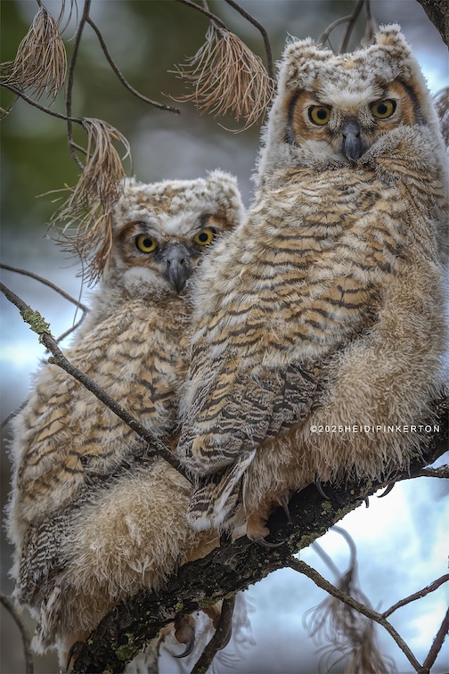 Great Horned Owlets by Heidi Pinkerton.