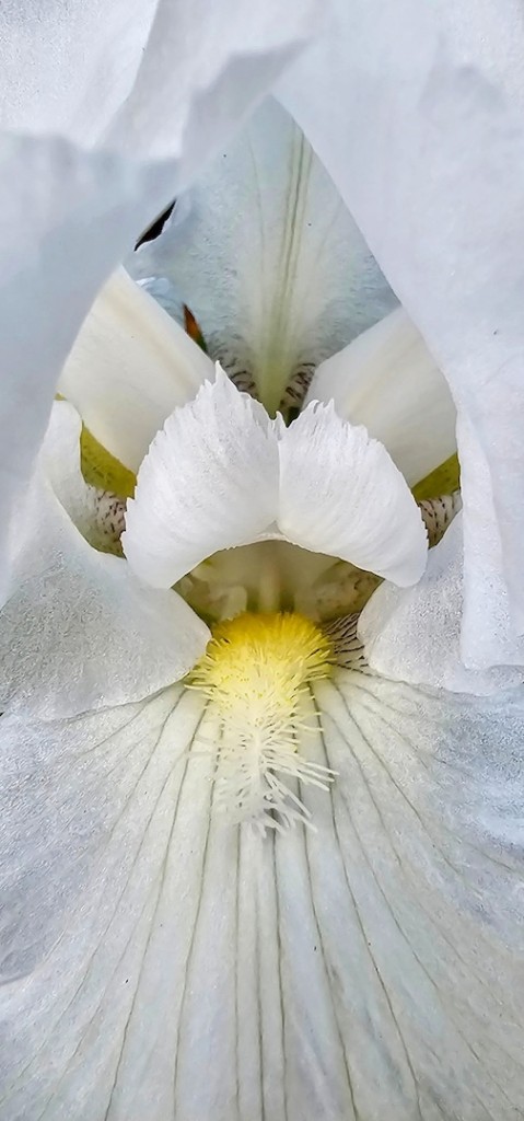 I love this bloom by Sally Nankivell.