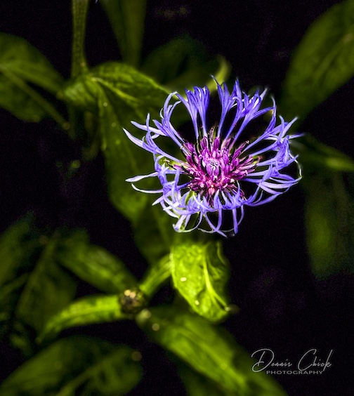 Perennial Cornflower by Dennis Chick.