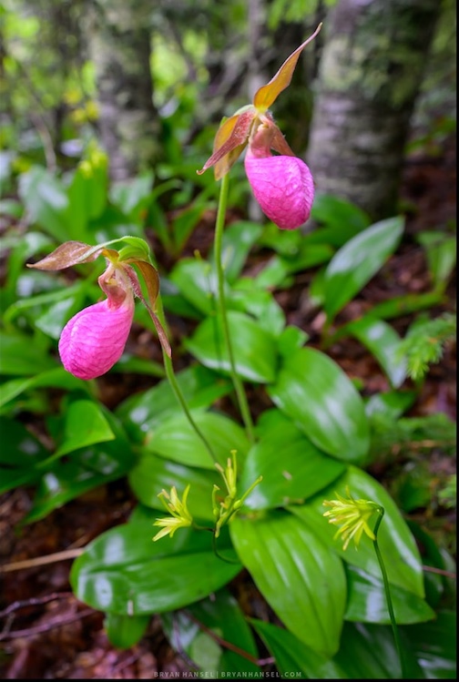 Pink Lady Slippers are out on the Norrh Shore by Bryan Hansel.