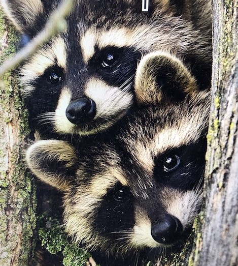 Raccoon kits by Bill Marchel.