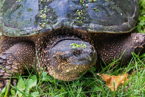 Snapping Turtle by Paul Sundberg.