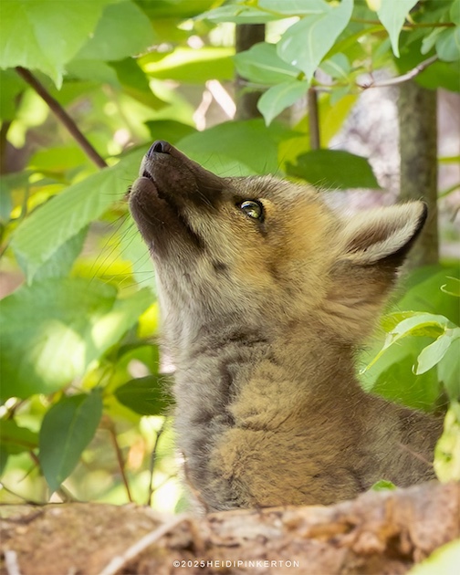 Is that a squirrel up there? by Heidi Pinkerton.
