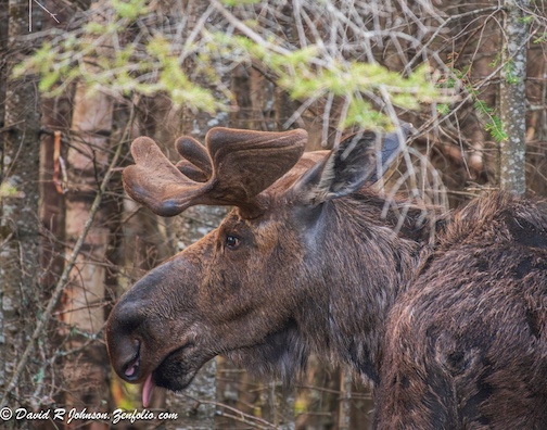 This bull stuck his tongue out when he saw me by David Johnson.