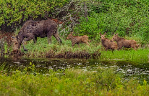 Triplets! by David Johnson.