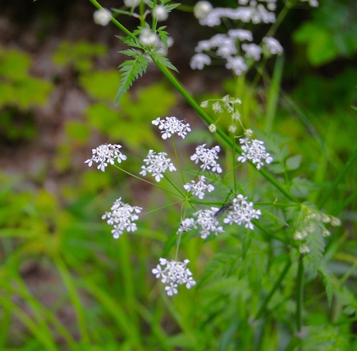 Water Hemlock, poisonous, by Sandra Updyke.