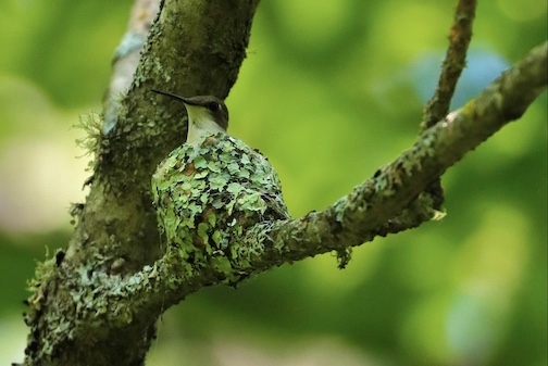 A dream come true! Mama ruby-throated hummingbird in her tiny lichen-and-spider web nest, high in a tree in the Superior National Forest by Chuck Olsen.