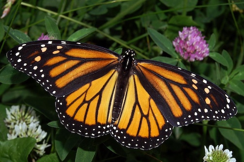 A presentation on Monarch butterflies will be held at Chik-Wauk on Tuesday. Photo by Kenneth Dwain Harrelson.