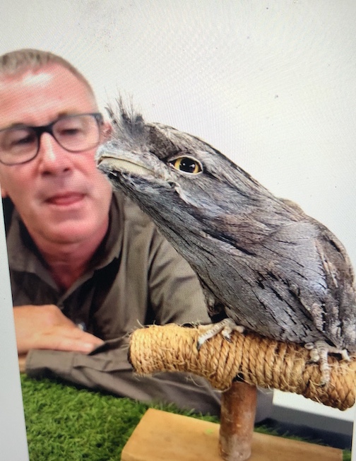 Australian Tawny Frog-Mouth Click to learn more about it.