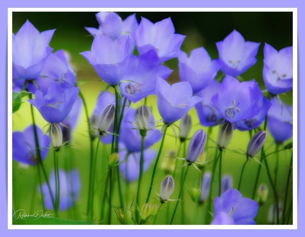 Bellflower by Roxanne Distad.