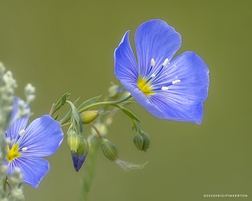 Blue flax flowers by Heidi Pinkerton.
