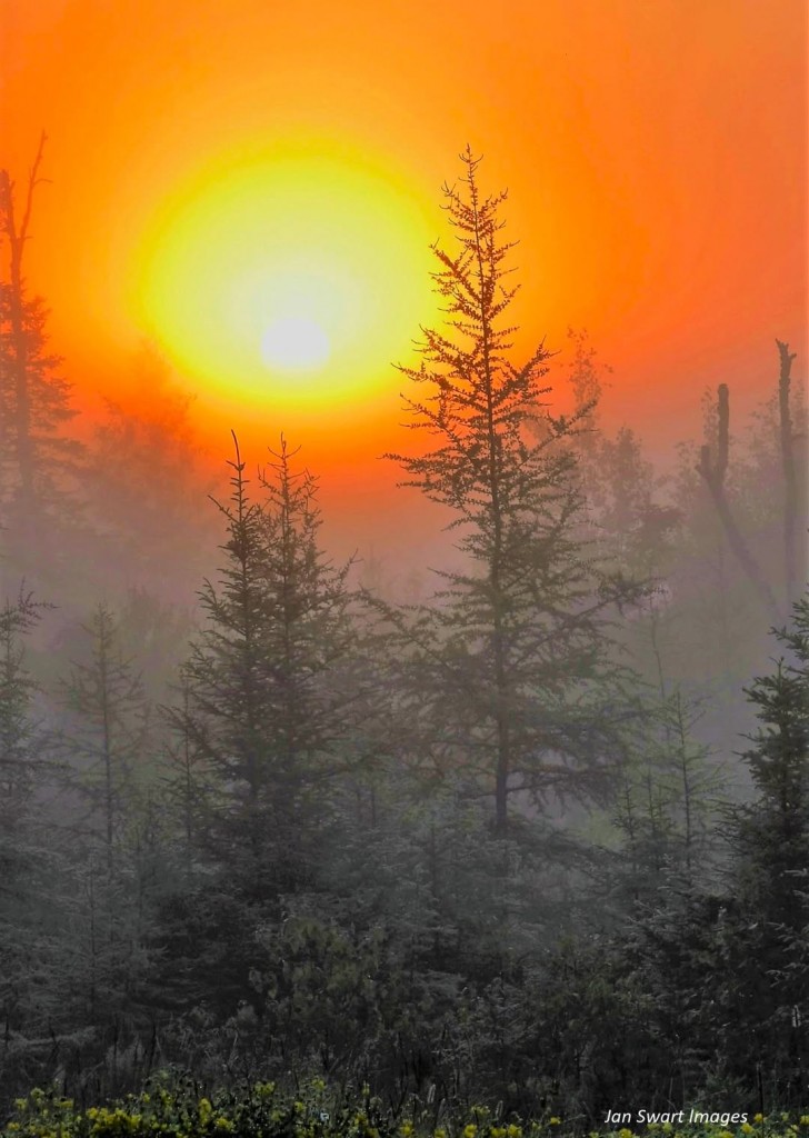 Bog country sunrise by Jan Swart.