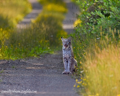 Canada lynx on the prowl by David Johnson.