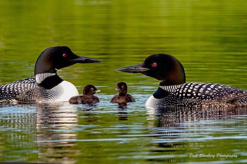 Family time by Paul Sundberg.