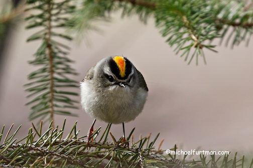 Golden-crowned Kinglet by Michael Furtman.