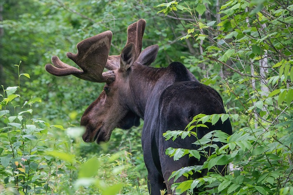 King of the Forest by Paul Sundberg.