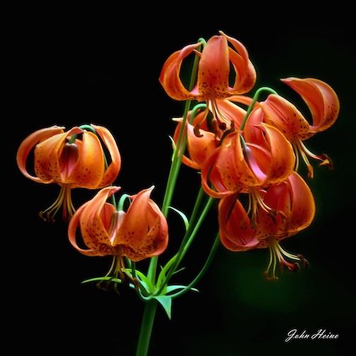 Lilies by John Heino.