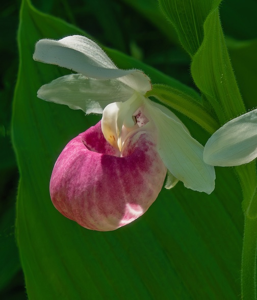 Minnesota's flower by Paul Sundberg.