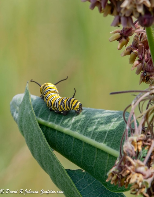 Monarch butterfly caterpillar working milkweed by David Johnson.