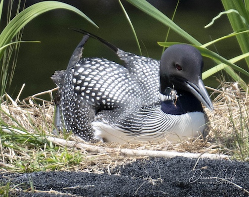 Sweet mother-in-waiting by Dennis Chick. by Dennis Chick.