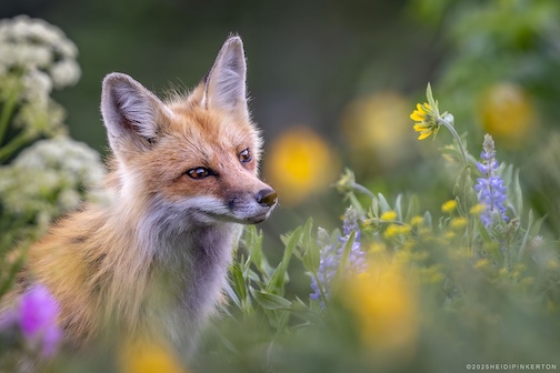 Nestled in bloom by Heidi Pinkerton.