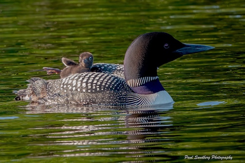 The stretch by Paul Sundberg.