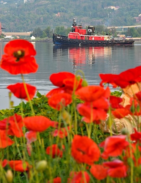 Tug Jimmy L and poppies in Duluth by Schauer Photo Images.