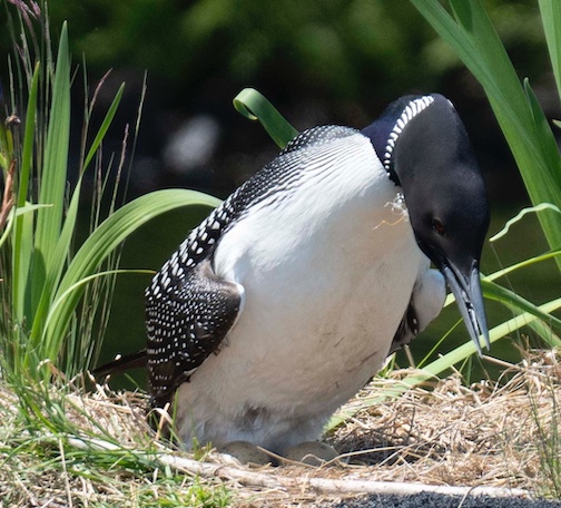 Two! by Dennis Chick.
