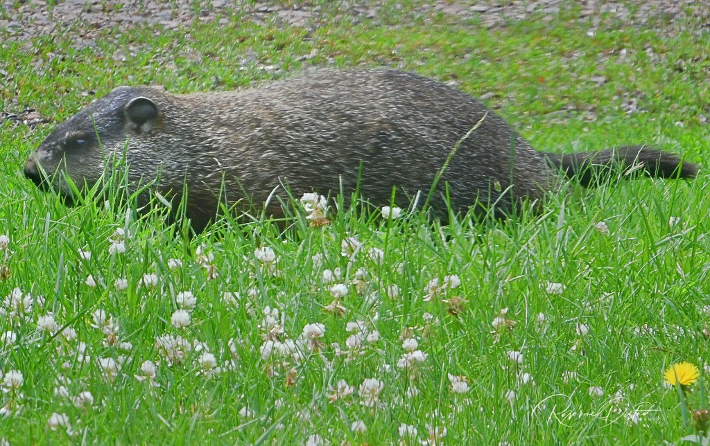 Woodchuck by Roxanne Distad.